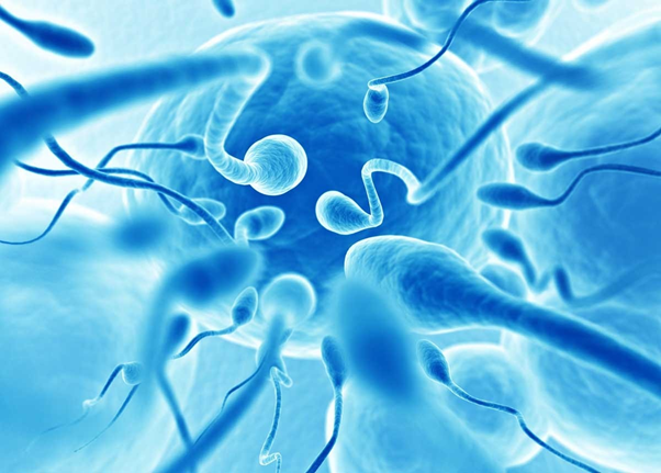 sperm myths - storing it up