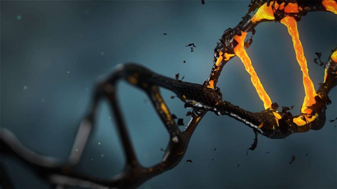DNA fragmentation explained